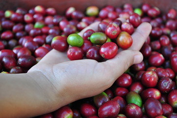 Coffee picking hands in the mountains of Colombia