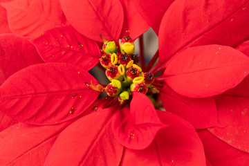 Flor de Nochebuena resaltando el centro de la flor © Carlos