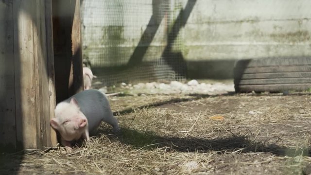Adorable baby piglet scratching back
