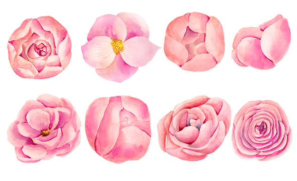 Collection of isolated watercolor pink roses and peonies, hand painted on white background