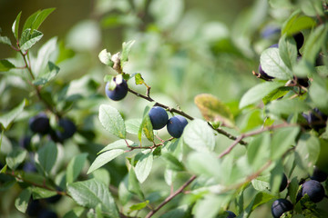 Schlehdorn (Prunus spinosa),