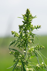 A branch of hemp bush close-up. Shrub young hemp on a bright summer day. Cannabis is a standoff...