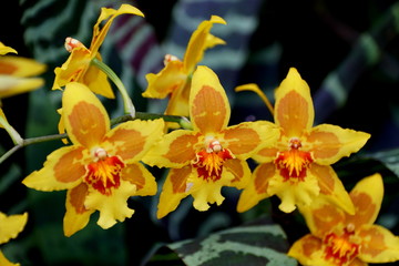 Beautiful yellow and orange color of Dendrobium orchid flowers