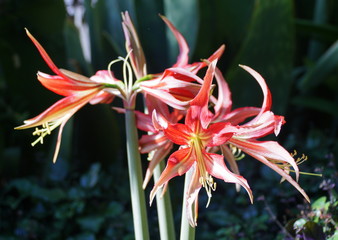 Beautiful light red color of Amaryllis La Paz flowering bulbs