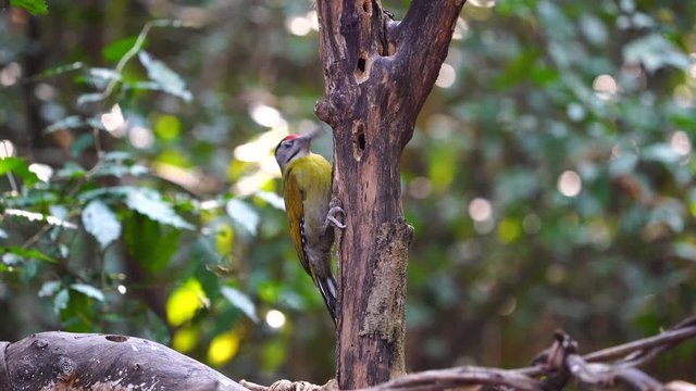 woodpecker, wildlife, grey-headed, environment, adult, america, animal, austria, autumn, avian, beautiful, berry, bird, birdwatching, black, branch, canus, cautious, colorful, europe, fauna, feeding, 