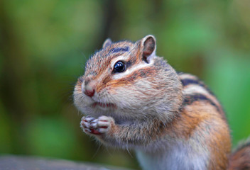 Naklejka na ściany i meble Beautiful portrait of a chipmunk living in the forest