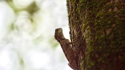 Obraz premium Eidechse