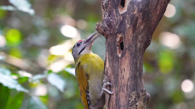 Black-naped Woodpecker eating maggots in stump.(Scientific Name : Picus guerini )