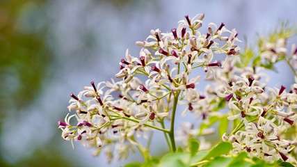 Blume