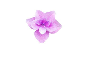 beautiful blooming Hydrangea macrophylla single flower purple color in isolated white background with clipping path