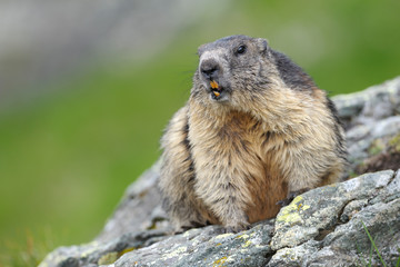 Alpenmurmeltier Marmota marmota