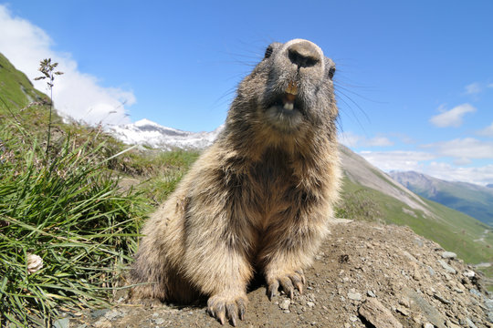 Alpenmurmeltier Marmota marmota