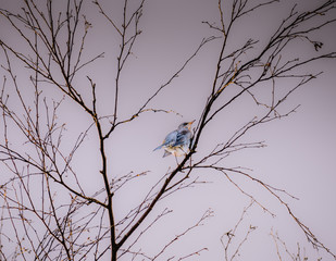 Kwiczoł, kwiczoł (Turdus pilaris) ptak wędrowny z rodziny drozdowatych (Turdidae)	