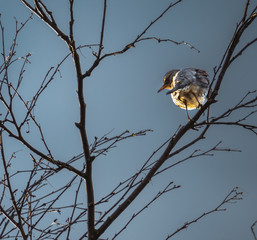 Kwiczoł, kwiczoł (Turdus pilaris) ptak wędrowny z rodziny drozdowatych (Turdidae)	