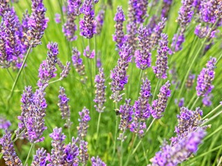 Lavender field on Salt Spring Island