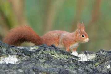 Poster de jardin Écureuil Eichhörnchen Sciurus vulgaris  © Dirk