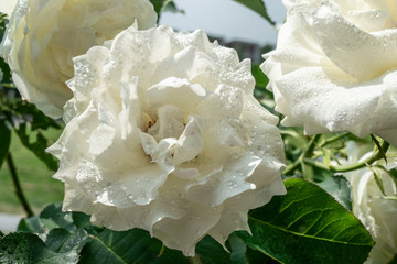 Large lush beautiful flowers of white roses close-up on a rose bush in a summer garden. Natural floral background with cream-colored vintage park roses.
