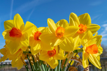 Yellow daffodils closeup with orange heart on a background of blue sky in bright spring landscape. Easter background with yellow flowers and sunny spring sky.