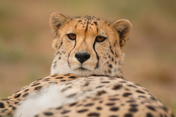 Gepard Acinonyx jubatus © Dirk