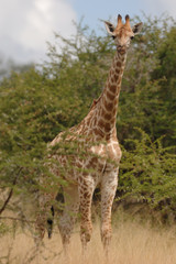 Giraffe Giraffa camelopardalis