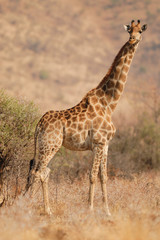 Naklejka na ściany i meble Giraffe Giraffa camelopardalis