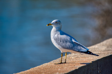 A seagull standing on a retaining wall overlooking a salt-marsh.