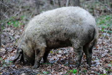 The image of a pig close up