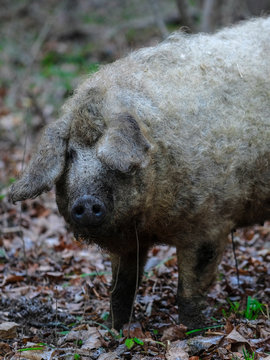 The image of a pig close up