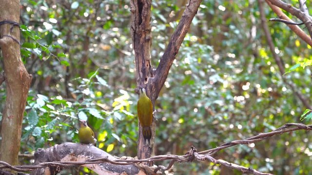 Black-naped Woodpecker eating maggots in stump.(Scientific Name : Picus guerini )