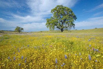 Lone tree and colorful bouquet of spring flowers blossoming off Route 58 on Shell Creek road, West of Bakersfield in CA