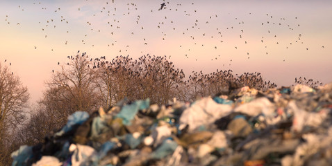 Crows on oaks near the trash