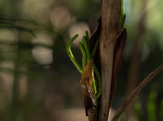 Plantas en fotos macros