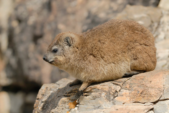Klipschliefer Procavia capensis