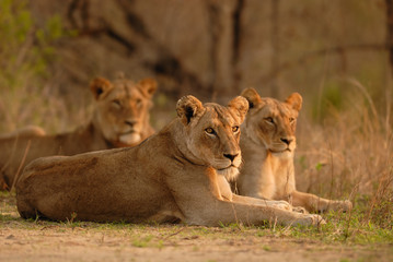 Fototapeta na wymiar Löwe Panthera leo