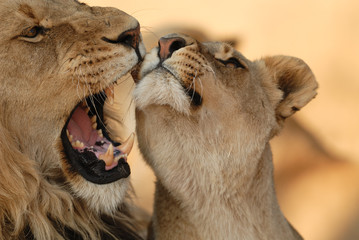 Löwe Panthera leo