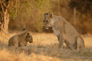 Löwe Panthera leo