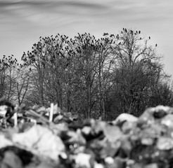 Crows on oaks near the trash