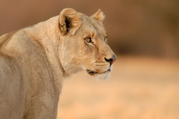 Löwe Panthera leo
