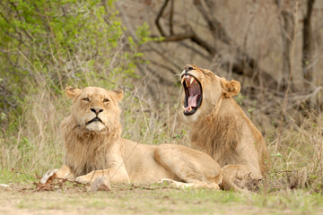 Löwe Panthera leo