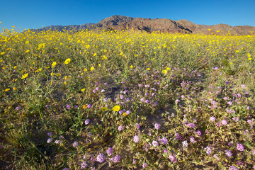 Mountain view and spectacular desert gold and various spring flowers south of Furnace Creek in Death Valley National Park, CA