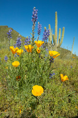 Poppy flower in blue sky, saguaro cactus and desert flowers in spring at Picacho Peak State Park north of Tucson, AZ