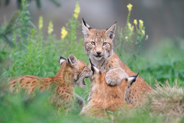 Luchs Lynx Iynx