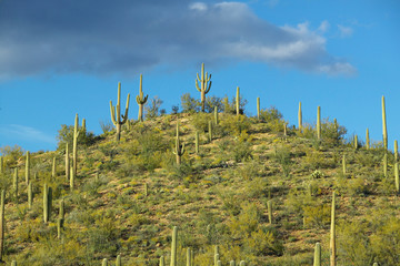 Fototapeta premium A pyramid of giant Sonoran saguaro cactus and white puffy clouds at sunset in Saguaro National Park West, Tucson, AZ