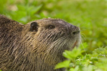 Nutria Myocastor coypus