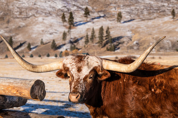 Longhorn cattle closeup