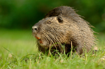 Nutria Myocastor coypus