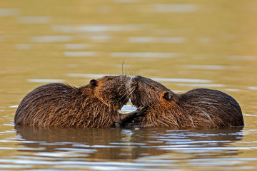 Nutria Myocastor coypus