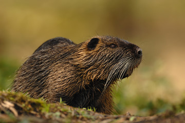 Nutria Myocastor coypus