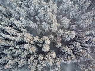 Aerial view of snow-clad treetops of the fir, Lika, Croatia