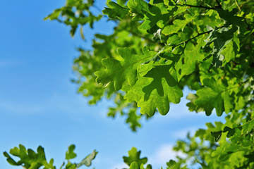 Fototapeta na wymiar Young green oak foliage closeup. Detail of green oak leaf illuminated by the sun.